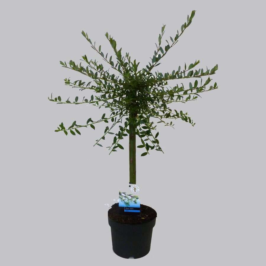 Salix repens ‘Iona’ (kruipwilg) | 60 cm hoog | In 14 cm pot | Goudgele katten | Winterharde sierheester