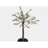 Salix repens Iona | 60 cm hoog | 14 cm pot