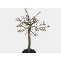 Salix repens ‘Iona’ (kruipwilg) | 60 cm hoog | In 14 cm pot | Goudgele katten | Winterharde sierheester
