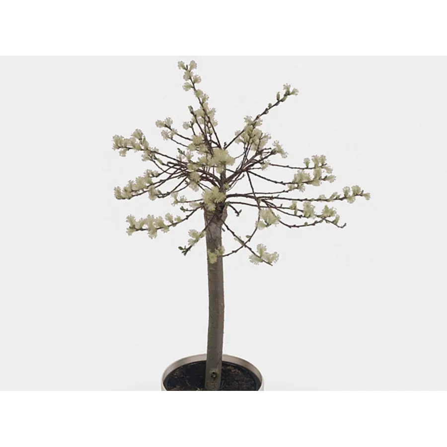 Salix repens ‘Iona’ (kruipwilg) | 60 cm hoog | In 14 cm pot | Goudgele katten | Winterharde sierheester