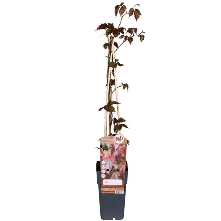Wingerd (Parthenocissus tricuspidata 'Veitchii') | 70 cm hoog bij levering | In 11 cm pot | Zelfhechtende klimplant met knalrode herfstkleur
