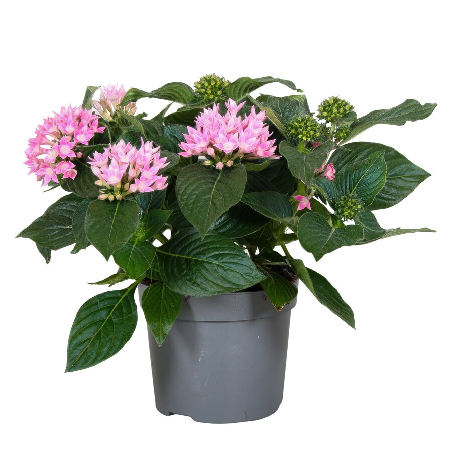 Pentas lanceolata 'Star Cluster Rose' | rijkbloeiende sterbloem | ca. 25 cm hoog | in 13 cm pot