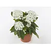 Pentas lanceolata 'Star Cluster white' | 13 cm pot | ca. 20 cm hoog