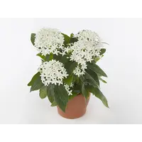 Pentas lanceolata 'Star Cluster white' | witte sterbloem | ca. 20 cm hoog | in 13 cm pot | rijke zomerbloei voor tuin en terras