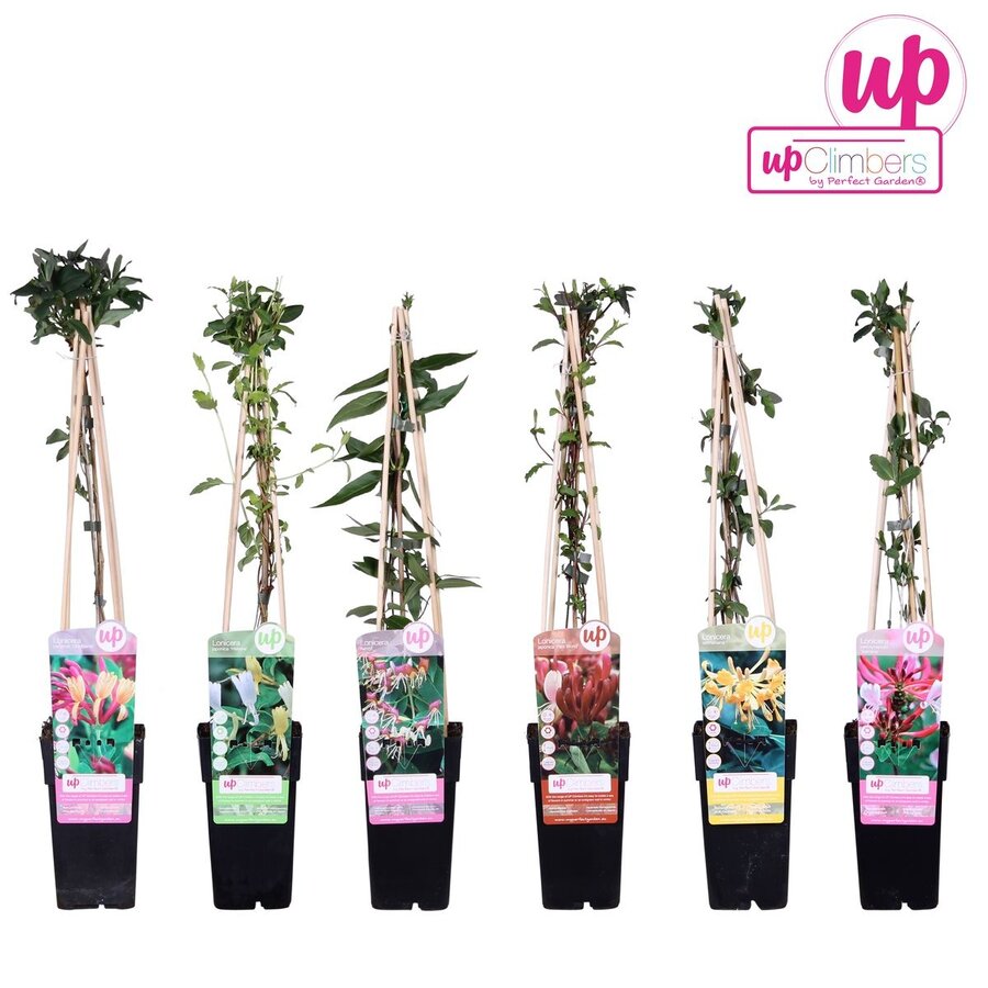 Lonicera mix (kamperfoelie) | 60 cm hoog bij levering | In 14 cm pot | Geurige klimplant voor schutting of pergola | per stuk