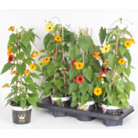 Thunbergia alata ‘Suzanne met de mooie ogen’ (mix) | 50 cm hoog | 13 cm pot | kleurrijke klimplant met donker hart