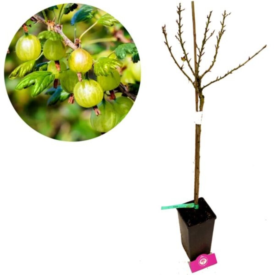 Groene kruisbes (Ribes uva-crispa 'Hinnonmaki Grön') | 125 cm hoog | In 23 cm pot | Sterke fruitstruik voor tuin en terras