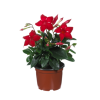 Mandevilla Diamantina Topaze Vermillon (Dipladenia) | 15 cm hoog | In 7 cm pot | Rijke bloeier voor terras en balkon