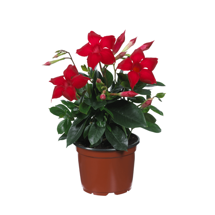 Mandevilla Diamantina Topaze Vermillon (Dipladenia) | 15 cm hoog | In 7 cm pot | Rijke bloeier voor terras en balkon