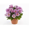 Chrysanthemum indicum 'Giro Time' | 15 cm hoog | 9 cm pot