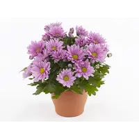 Chrysanthemum indicum 'Giro Time' | Paarsviolette bloei | Ca. 15 cm hoog bij levering | 9 cm kweekpot