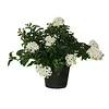 Solanum jasminoides | Klimmende nachtschade | 25-35 cm hoog | 12 cm pot