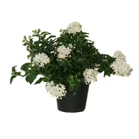 Solanum jasminoides (klimmende nachtschade) | 25-35 cm hoog | In 12 cm pot | Rijkbloeiende klimplant met witte sterrenbloemen