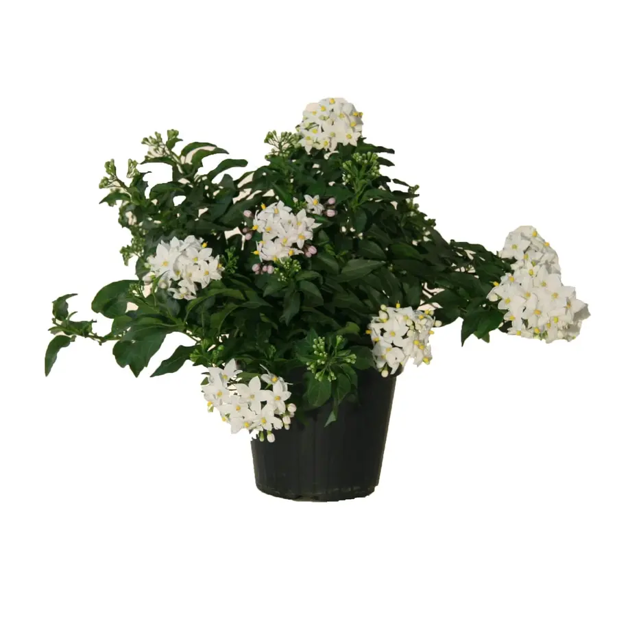 Solanum jasminoides (klimmende nachtschade) | 25-35 cm hoog | In 12 cm pot | Rijkbloeiende klimplant met witte sterrenbloemen