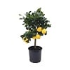 Citroenboom op stam | 65 cm hoog | 20 cm pot
