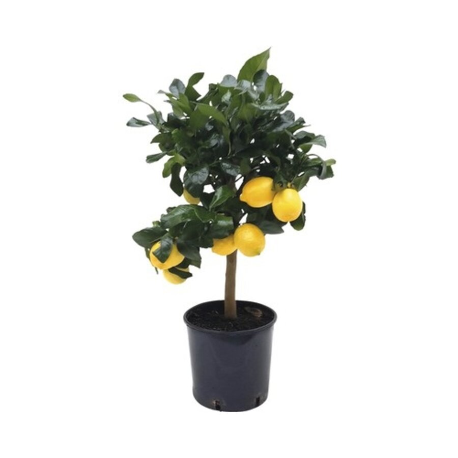 Citrus limon (citroenboom) op stam | 85 cm hoog | In 22 cm pot | Geurige bloesem en mediterrane sfeer