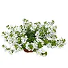 Sutera cordata 'Baristo Giga White' | Bacopa wit | 15 cm hoog | 10 cm pot