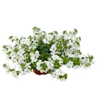 Sutera cordata 'Baristo Giga White' (Bacopa) | Witte hangplant voor balkon en terras | 15 cm hoog | In 10 cm pot