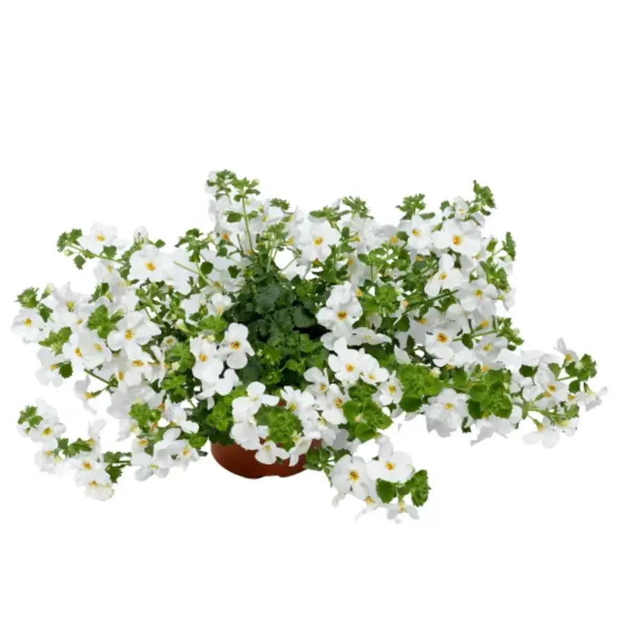 Sutera cordata 'Baristo Giga White' (Bacopa) | Witte hangplant voor balkon en terras | 15 cm hoog | In 10 cm pot