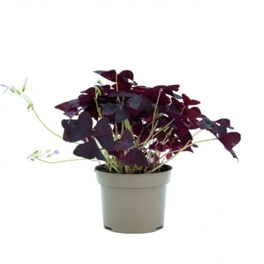 Oxalis triangularis (geluksklaver) | ca. 15 cm hoog | In 12 cm pot | Paarse bladplant voor binnen en beschut buiten