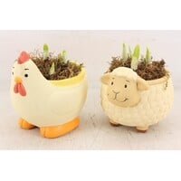 Kip en Schaap bloempot met narcissen bollen | set van 2 stuks | 15 cm pot | paasdecoratie voor binnen en buiten
