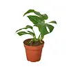 Monstera deliciosa | 7 cm pot | 25 cm hoog