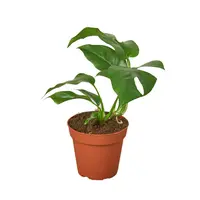 Monstera deliciosa | gatenplant terrariumplant en kamerplant | 7 cm pot | 25 cm hoog