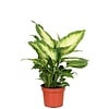 Dieffenbachia Camilla | 8 cm pot | 20 cm hoog