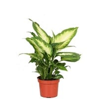 Dieffenbachia Camilla terrarium plant en kamerplant | 8 cm pot | 20 cm hoog
