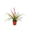 Tillandsia flabellata | 9 cm pot | 15 cm hoog
