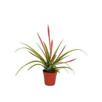 Tillandsia flabellata | luchtplant voor terrarium en woonkamer | 9 cm pot | 15 cm hoog