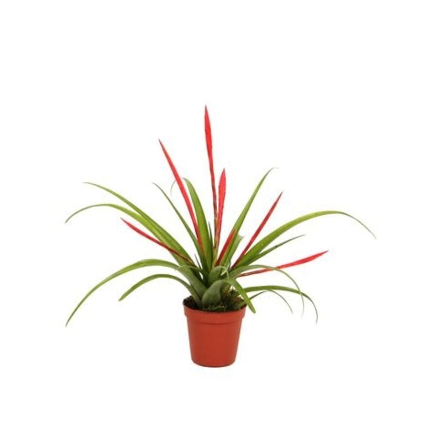 Tillandsia flabellata | luchtplant voor terrarium en woonkamer | 9 cm pot | 15 cm hoog