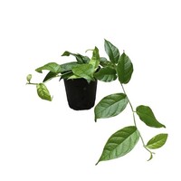 Ficus sagittata | 12 cm pot | terrarium plant en kamerplant