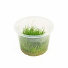 Eleocharis Minima | In vitro cup