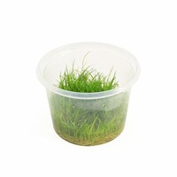 Eleocharis Minima | In vitro cup