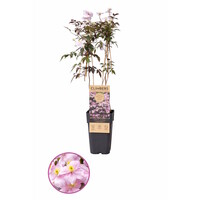 Clematis montana (bosrank) | 50 cm hoog | In 12 cm pot | 'Fragrant Spring' | sterke, snelgroeiende klimplant