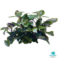 Lobelia Cardinalis Dwarf | In vitro cup