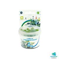 Lobelia Cardinalis Dwarf | In vitro cup