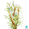 Ludwigia Sp White | In vitro cup