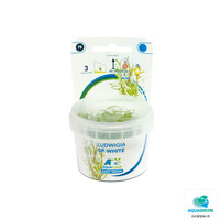 Ludwigia Sp White | In vitro cup