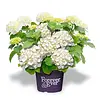 Witte hortensia | Hydrangea ‘Annabelle’ | 40 cm hoog | 13 cm pot