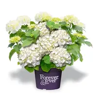 Witte hortensia (Hydrangea arborescens ‘Annabelle’) | 40 cm hoog | In 13 cm pot | Rijke witte bloei