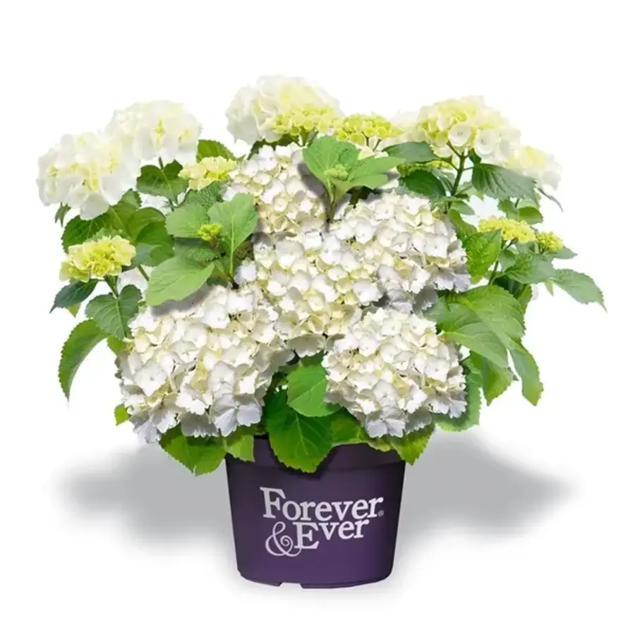 Witte hortensia (Hydrangea arborescens ‘Annabelle’) | 40 cm hoog | In 13 cm pot | Rijke witte bloei