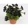 Petunia ‘Mystical Phantom’ | 10 cm pot | ca. 15 cm hoog