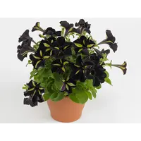 Petunia ‘Mystical Phantom’ | zwartgele sterbloem | ca. 15 cm hoog bij levering | 10 cm pot | zomerbloeier voor pot en balkonbak