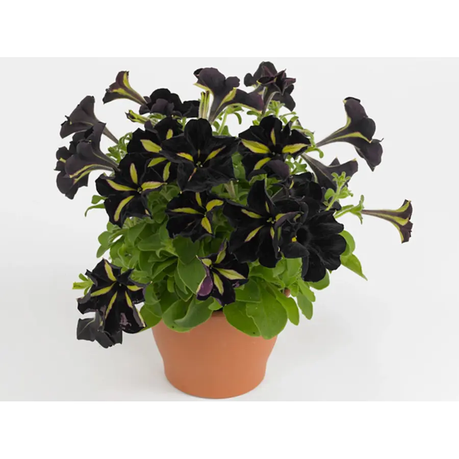 Petunia ‘Mystical Phantom’ | zwartgele sterbloem | ca. 15 cm hoog bij levering | 10 cm pot | zomerbloeier voor pot en balkonbak
