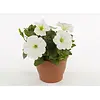 Petunia White Ray | 10 cm pot | 15 cm hoog