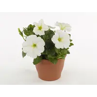 Petunia White Ray | wit met subtiele tekening | 15 cm hoog | 10 cm pot | zomerbloeier voor balkon en terras