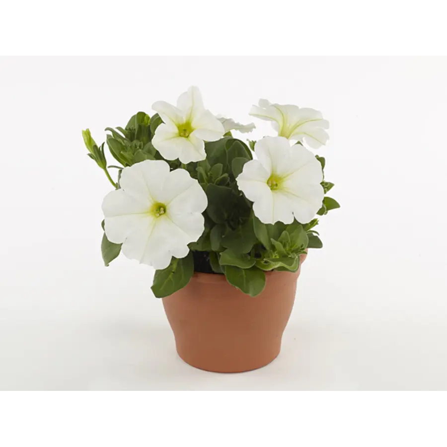 Petunia White Ray | wit met subtiele tekening | 15 cm hoog | 10 cm pot | zomerbloeier voor balkon en terras