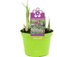 Fritillaria meleagris (kievitsbloem) | 7 bollen per pot | ca. 10 cm hoog | In 10 cm pot | Voorjaarsbloei voor tuin en pot